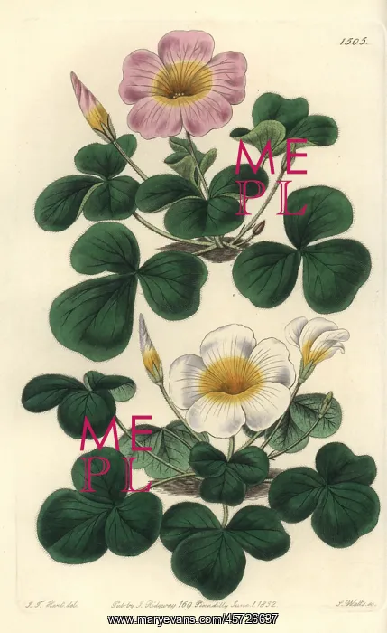 : Variable oxalis, Oxalis variabilis : Variable oxalis, Oxalis variabilis