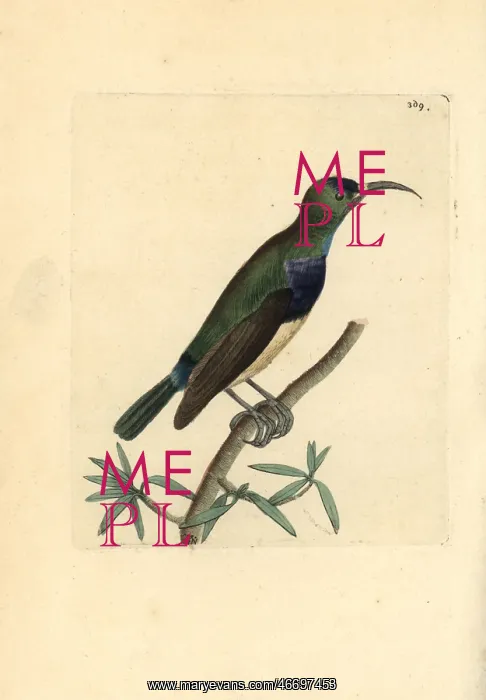 : Variable sunbird, Cinnyris venustus : Variable sunbird, Cinnyris venustus