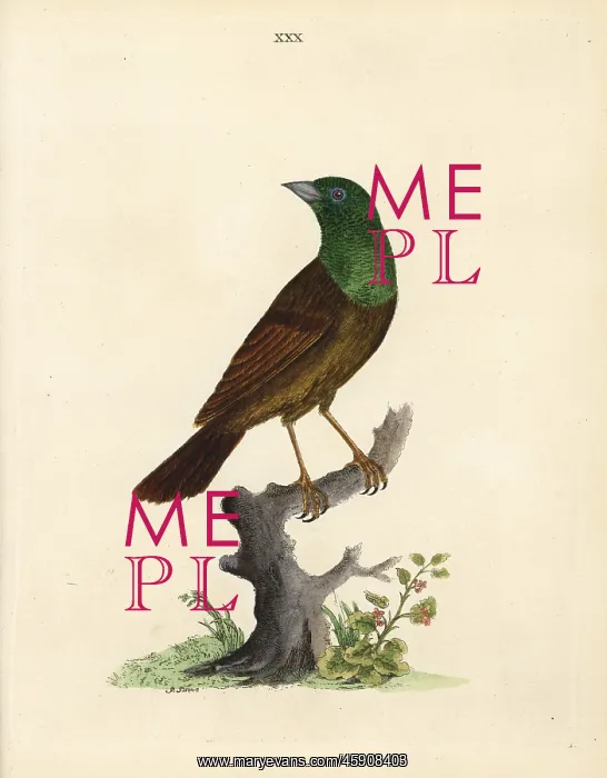 : Variant of the ortolan or yellowhammer? : Variant of the ortolan or yellowhammer?