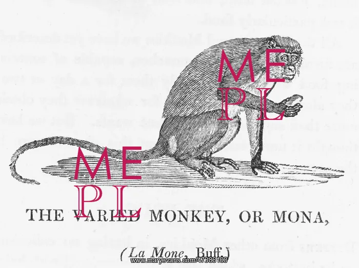 : VARIED MONKEY (BEWICK) : VARIED MONKEY (BEWICK)