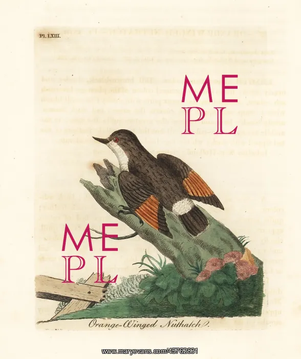: Varied sittella, Daphoenositta chrysoptera : Varied sittella, Daphoenositta chrysoptera