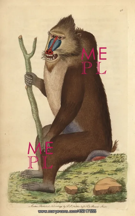 : Variegated baboon or mandrill, Mandrillus sphinx : Variegated baboon or mandrill, Mandrillus sphinx