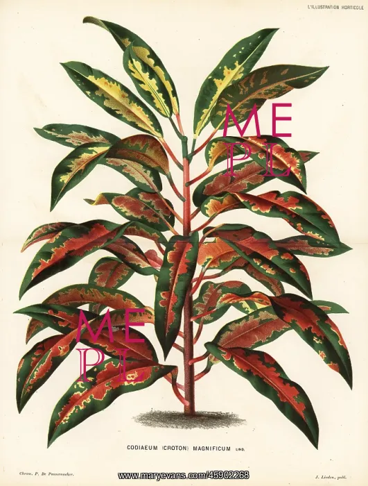 : Variegated croton, Codiaeum variegatum : Variegated croton, Codiaeum variegatum