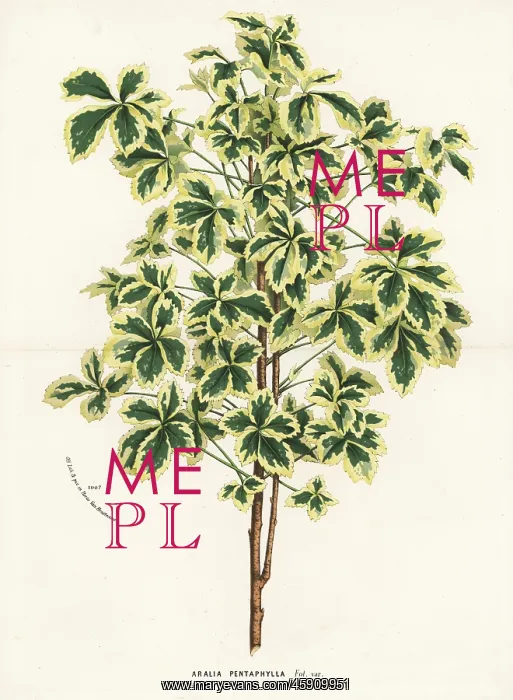 : Variegated five-leaf aralia, Eleutherococcus sieboldianus : Variegated five-leaf aralia, Eleutherococcus sieboldianus