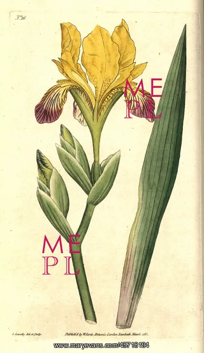: Variegated iris, Iris variegata : Variegated iris, Iris variegata