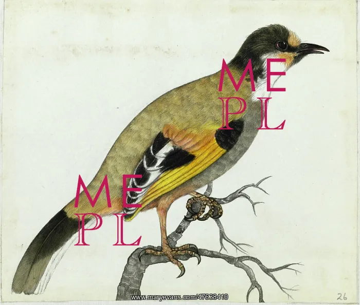 : Variegated Laughingthrush : Variegated Laughingthrush