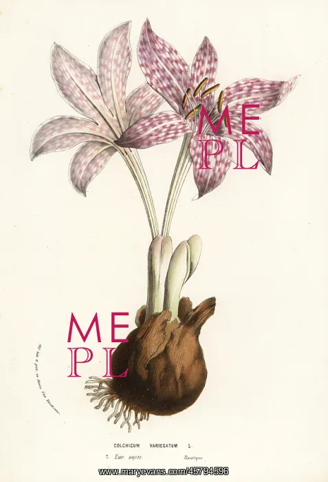 : Variegated meadow saffron, Colchicum variegatum : Variegated meadow saffron, Colchicum variegatum