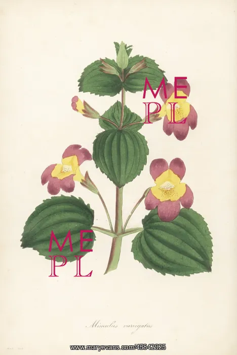: Variegated monkey flower, Erythranthe luteus var. variegatus : Variegated monkey flower, Erythranthe luteus var. variegatus