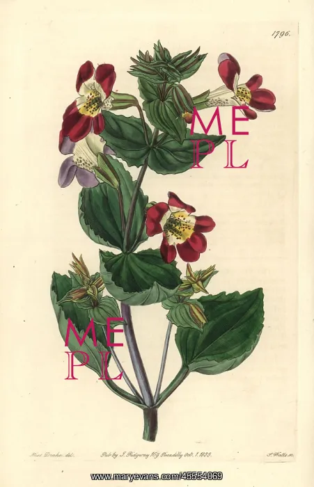 : Variegated monkey-flower, Mimulus luteus var variegatus : Variegated monkey-flower, Mimulus luteus var variegatus