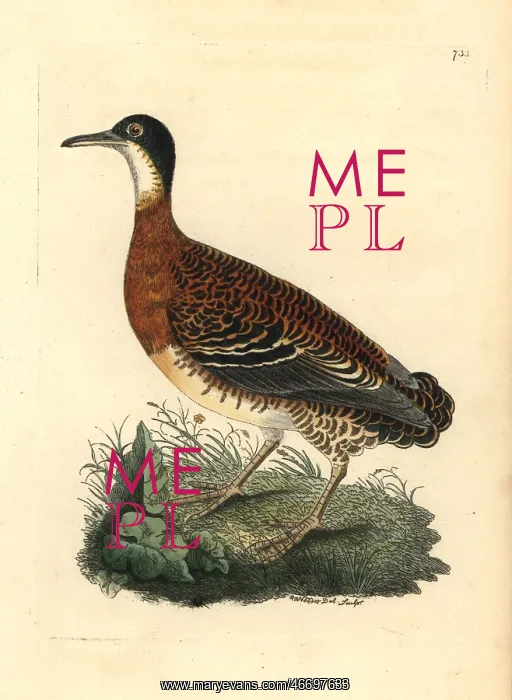 : Variegated tinamou, Crypturellus variegatus : Variegated tinamou, Crypturellus variegatus