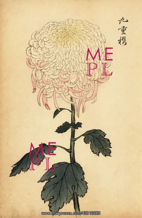  : Variegated white and pink chrysanthemum