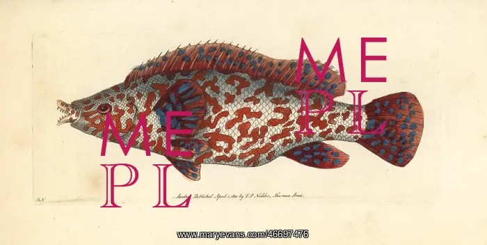 : Variegated wrasse, Labrus tinca : Variegated wrasse, Labrus tinca
