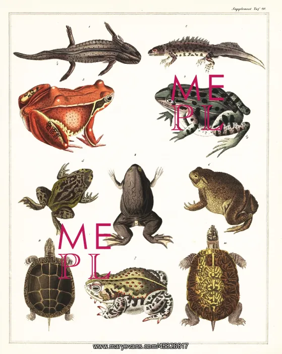 : Varieties of amphibians, frogs and turtles : Varieties of amphibians, frogs and turtles