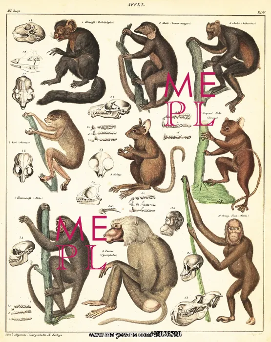 : Varieties of apes : Varieties of apes
