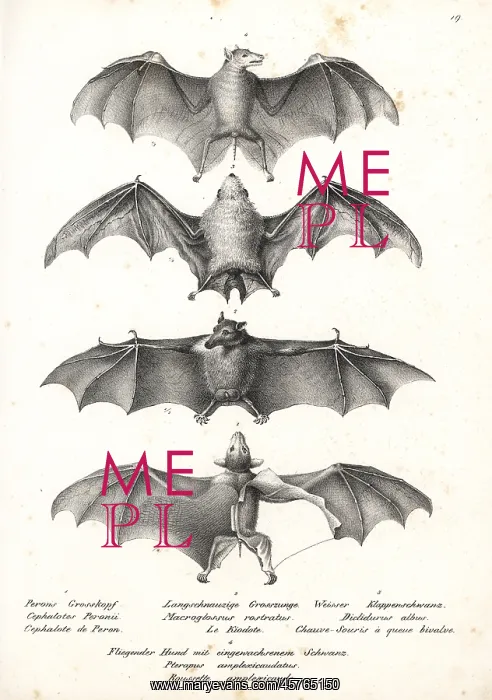 : Varieties of bats : Varieties of bats