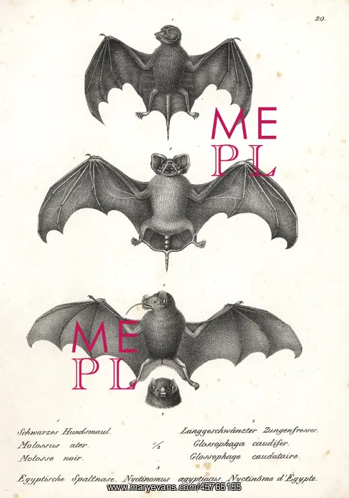 : Varieties of bats : Varieties of bats