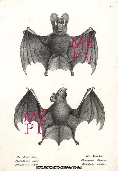 : Varieties of bats : Varieties of bats