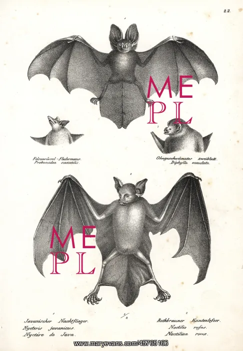 : Varieties of bats : Varieties of bats