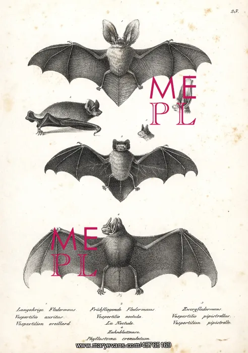 : Varieties of bats : Varieties of bats