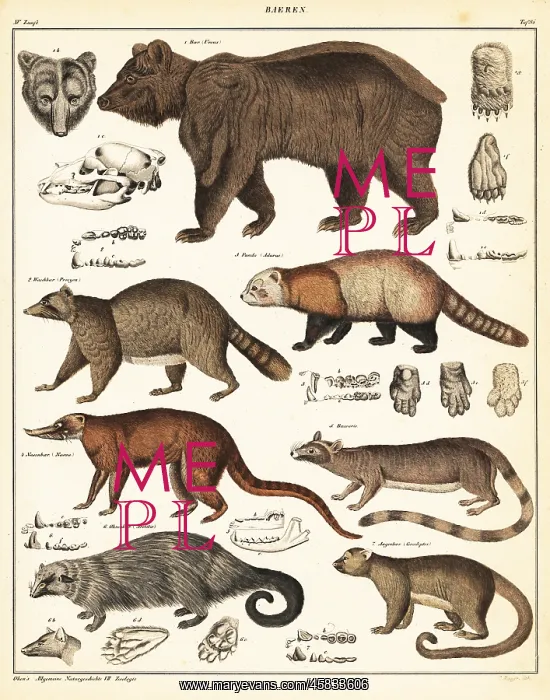 : Varieties of bears : Varieties of bears
