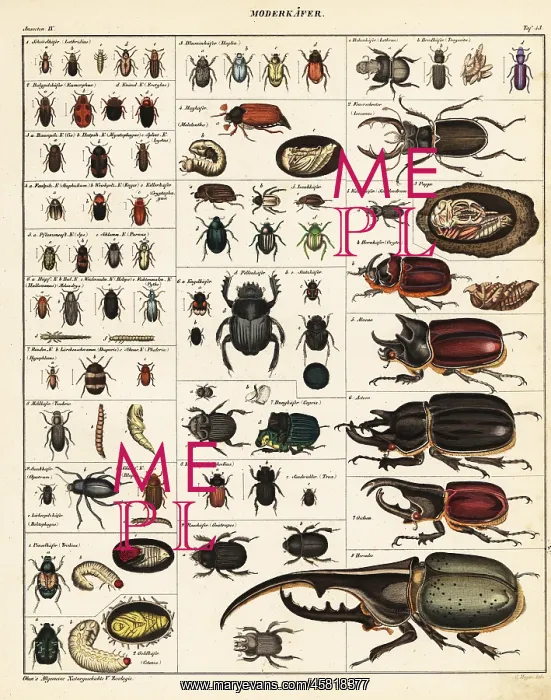 : Varieties of beetles : Varieties of beetles