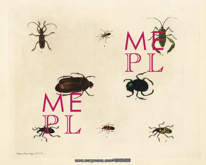 : Varieties of beetles : Varieties of beetles