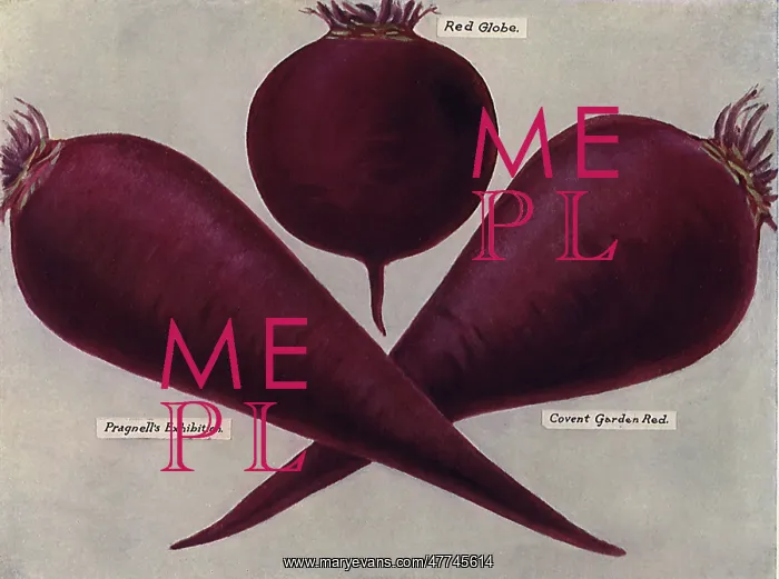  : Varieties of Beets