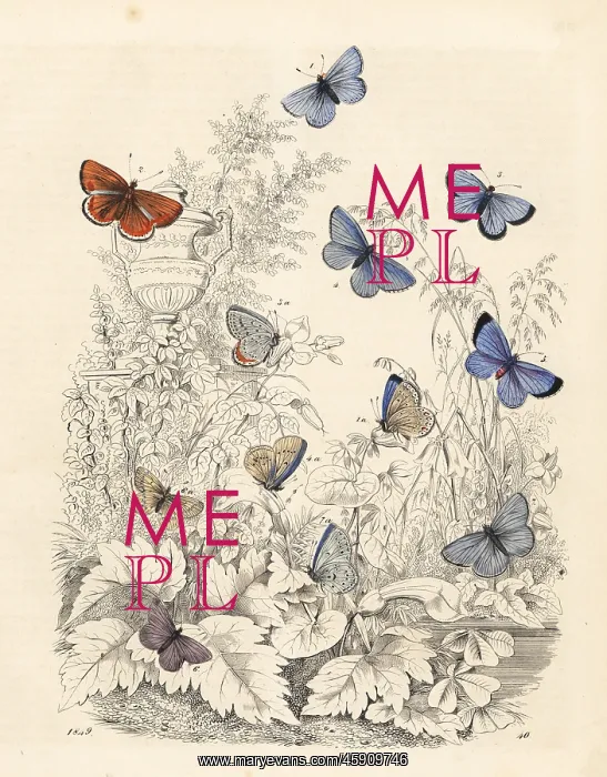 : Varieties of blue butterflies : Varieties of blue butterflies