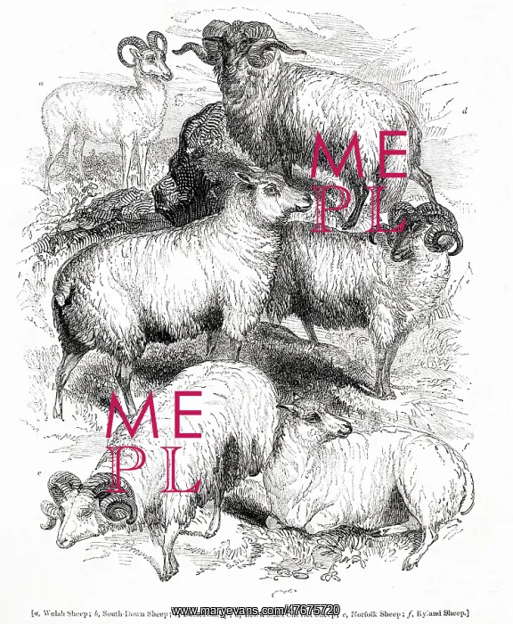 : Six varieties of British sheep : Six varieties of British sheep