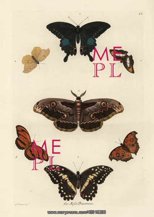 : Varieties of butterflies including a swallowtail : Varieties of butterflies including a swallowtail