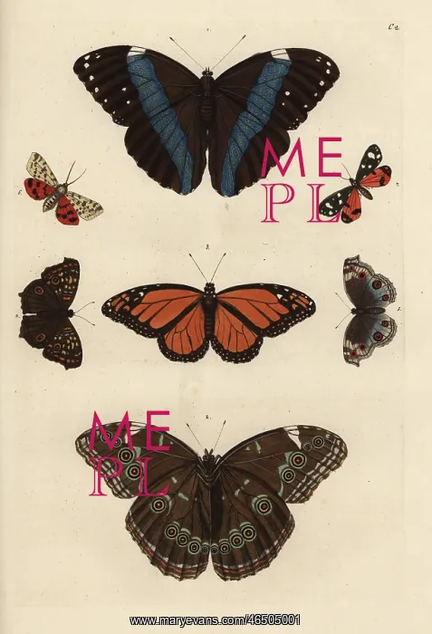 : Varieties of butterflies including a swallowtail : Varieties of butterflies including a swallowtail