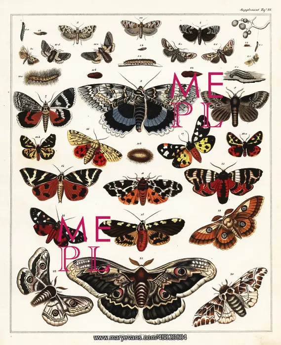 : Varieties of butterflies, moths, etc : Varieties of butterflies, moths, etc