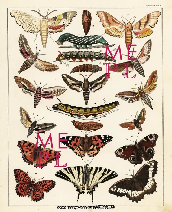 : Varieties of butterflies, moths, etc : Varieties of butterflies, moths, etc