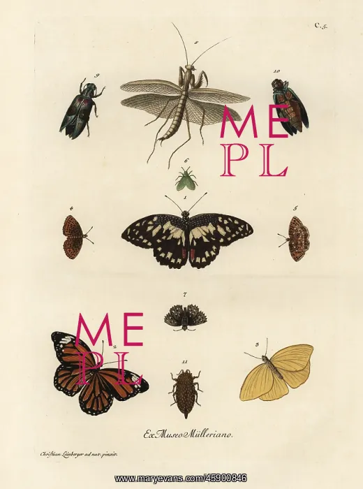 : Varieties of butterflies, moths and insects : Varieties of butterflies, moths and insects