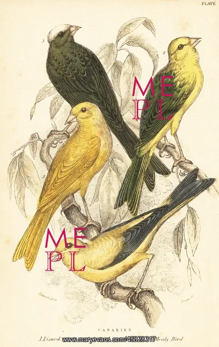 : Varieties of canaries, Serinus canaria domestica : Varieties of canaries, Serinus canaria domestica