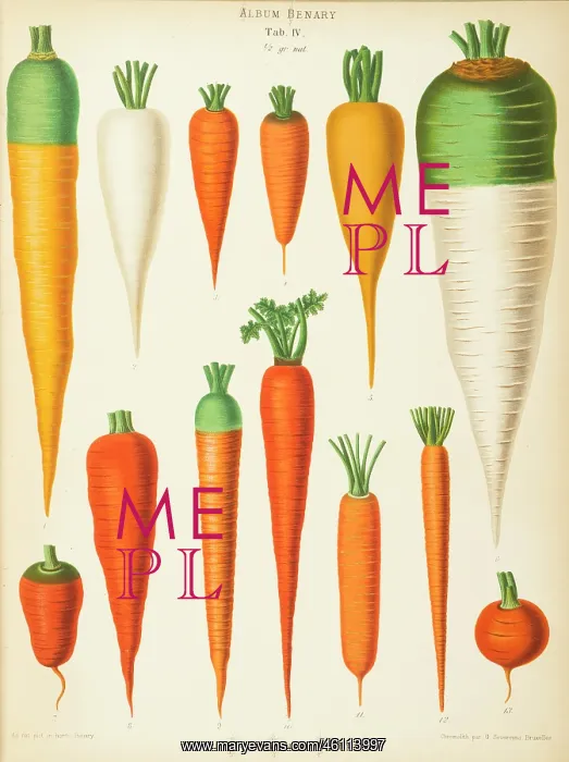 : Varieties of carrot (daucus) : Varieties of carrot (daucus)