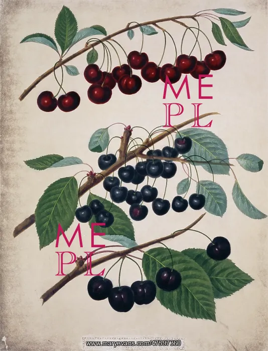 : Three varieties of cherries : Three varieties of cherries