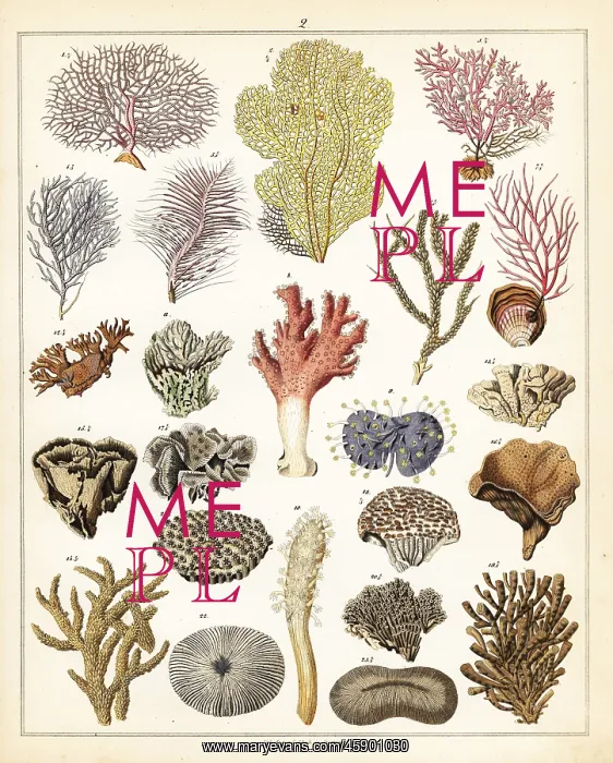 : Varieties of corals : Varieties of corals