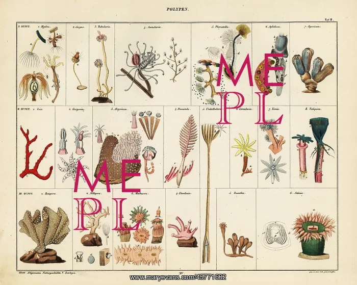 : Varieties of corals, seafans, polyps and sea anemones : Varieties of corals, seafans, polyps and sea anemones