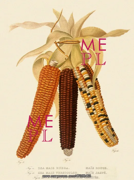  : Three Varieties of Corn, Zea mays
