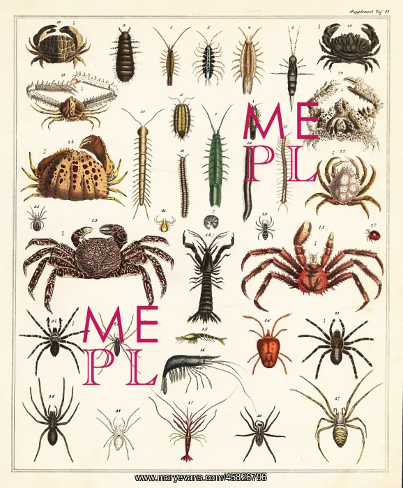 : Varieties of crabs and spiders : Varieties of crabs and spiders
