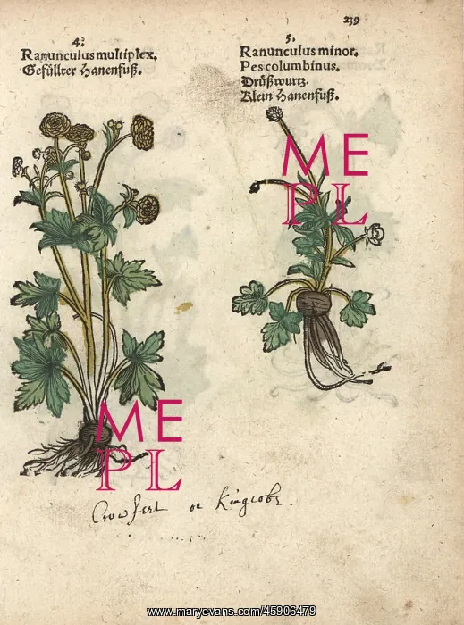 : Varieties of crowfoot, Ranunculus multiplex : Varieties of crowfoot, Ranunculus multiplex