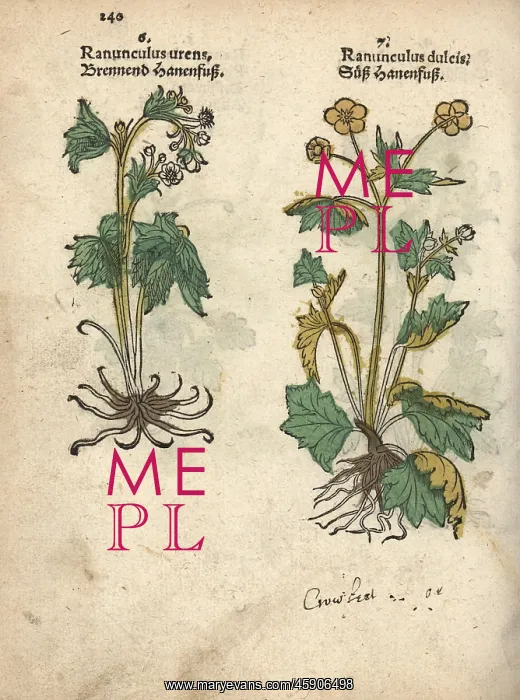 : Varieties of crowfoot, Ranunculus urens and : Varieties of crowfoot, Ranunculus urens and
