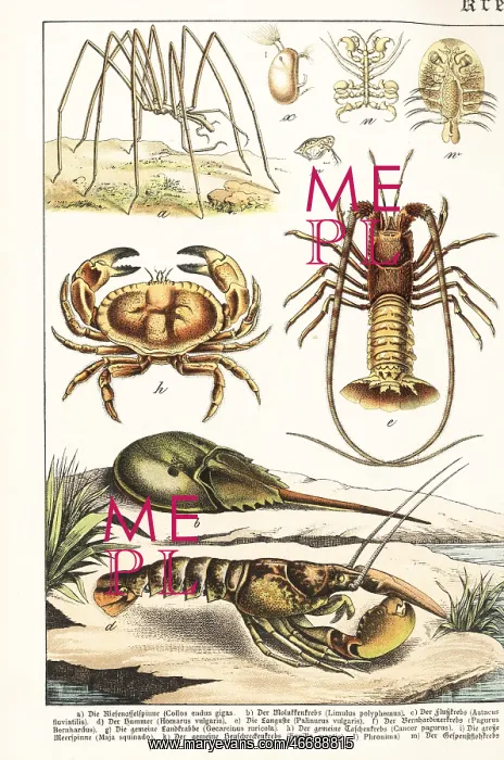 : Varieties of crustaceans : Varieties of crustaceans