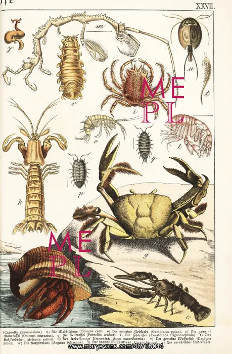 : Varieties of crustaceans : Varieties of crustaceans