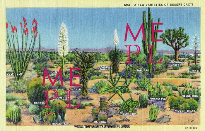 : A few varieties of Desert Cacti - USA : A few varieties of Desert Cacti - USA