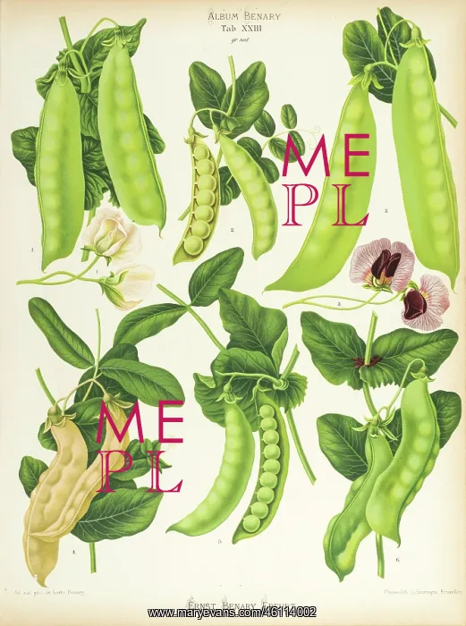 : Varieties of edible-podded pea, or sugar pea : Varieties of edible-podded pea, or sugar pea