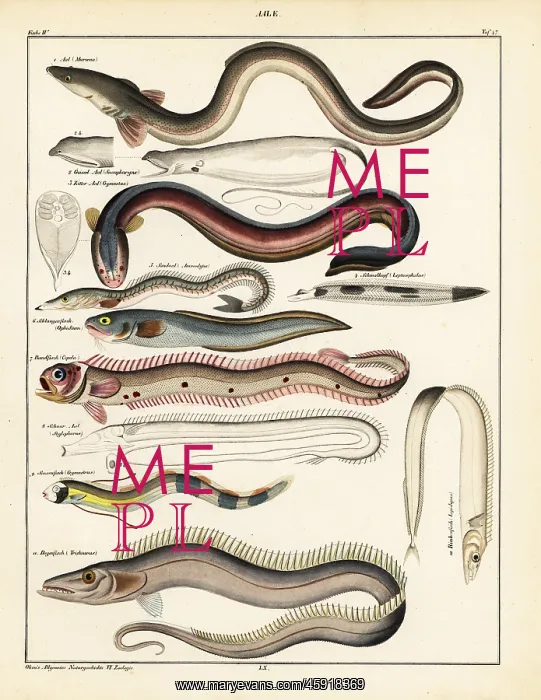 : Varieties of eel : Varieties of eel