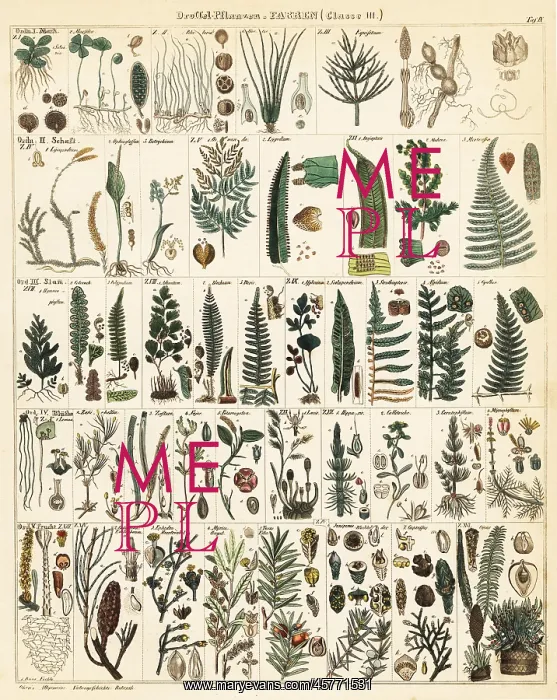 : Varieties of fern : Varieties of fern