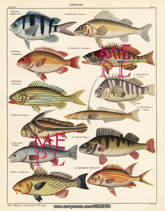 : Varieties of fish : Varieties of fish